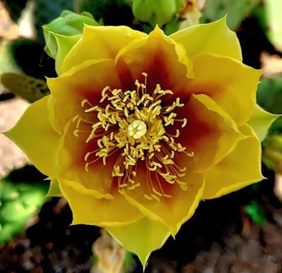 Prof. Dr. Mehmet BAYKARA