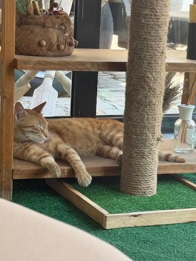 Doctor Nagihan Özkorkmaz Gençlik Ve Terapi Merkezi Tekirdağ