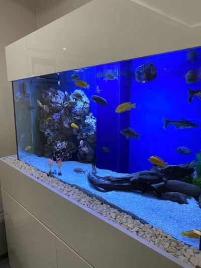 Periodontoloji Uzmani Diş Hekimi Dr. Dt. Çağdaş Çağlar Laçin