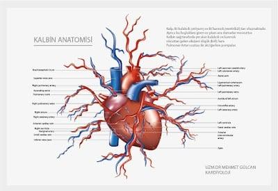 Dr. Spéc. Mehmet Gülcan
