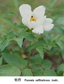 Hamburger Zentrum für Traditionelle Chinesische Medizin