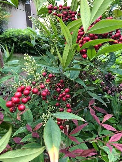 Ferhan Mantar, Endokrinoloji Ve Metabolizma Hastalıkları